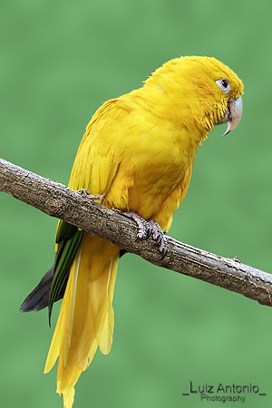 Golden Parakeet (Guaruba guarouba) 