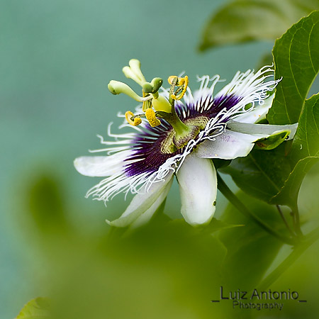 Flor de Maracuja